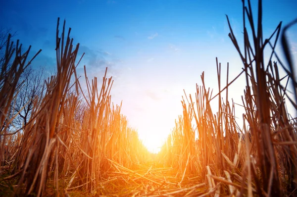 Campos de arroz nocturnos — Foto de Stock