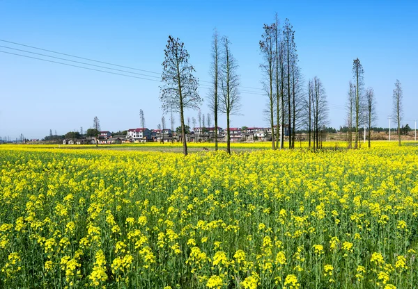 Canola λουλούδι — Φωτογραφία Αρχείου