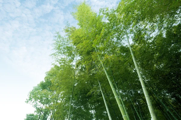 Bamboo — Stock Photo, Image