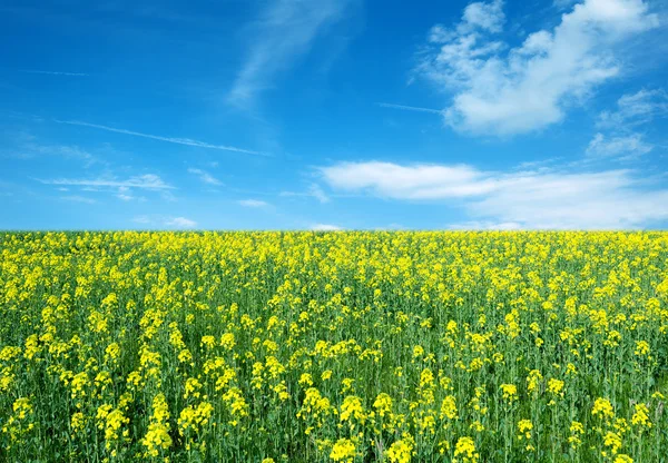 Rapsblüte — Stockfoto