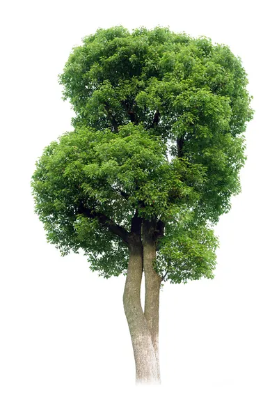 Маленькое дерево (Камфор) ) — стоковое фото