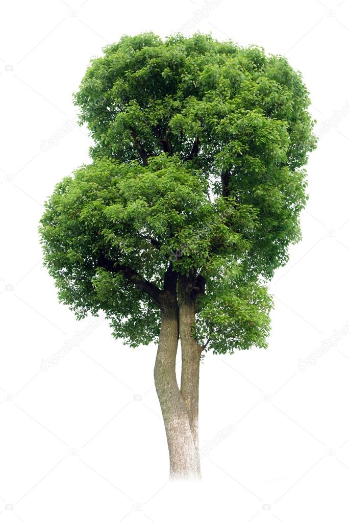 Small tree(Camphor)