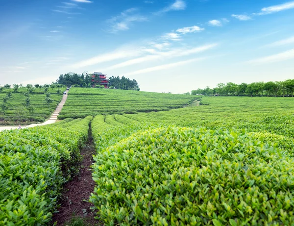 Tea garden — Stock Photo, Image