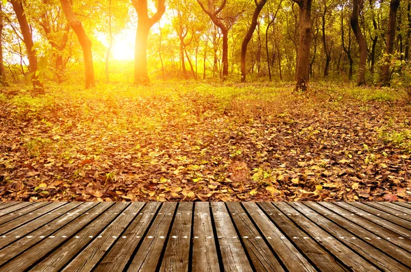 Bosque al atardecer — Foto de Stock