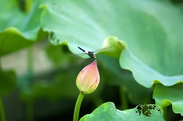 Lotus and dragonfly — Stock Photo, Image