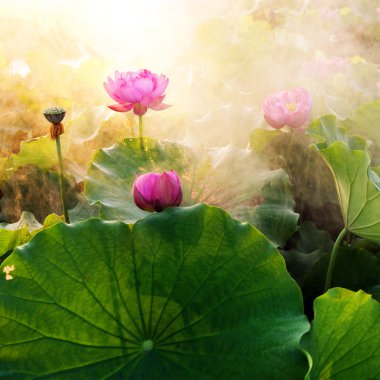 Lotus