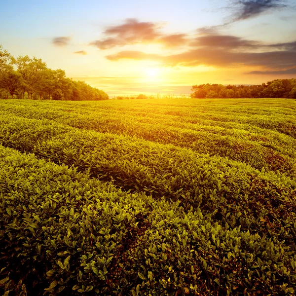 Tea ültetvényeket — Stock Fotó