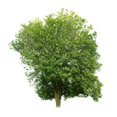 tatlı osmanthus ağaç