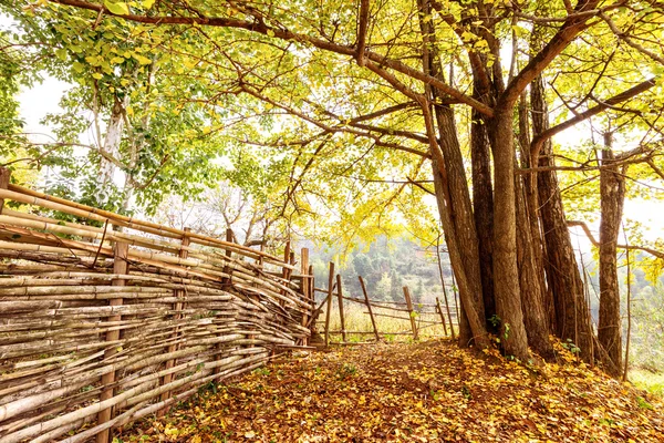 Gouden bladeren in de herfst — Stockfoto