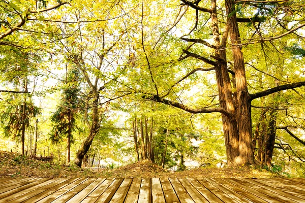 Hojas doradas en otoño — Foto de Stock