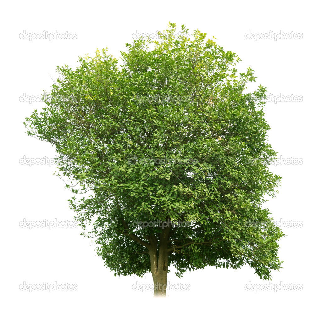 Sweet osmanthus tree