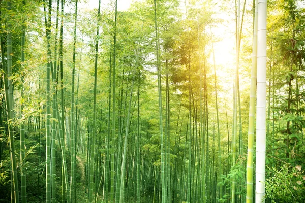 FORESTA DI BAMBOO dalla Cina — Foto Stock