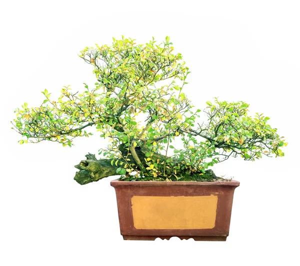 Bonsai — Stockfoto