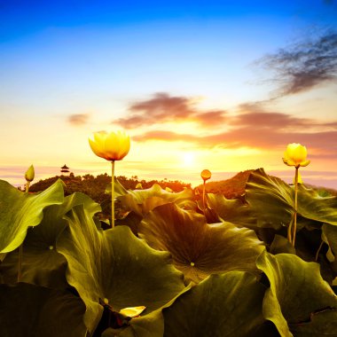 Lotus