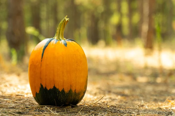 Pumpa på skogsbotten täckt med bark. En idealisk bild för hösten, halloween, Thanksgiving, semester teman — Stockfoto