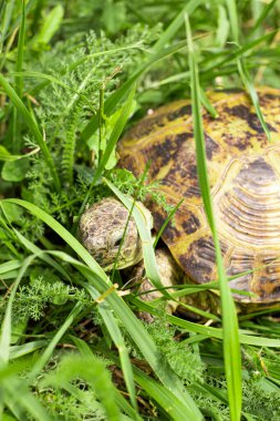 Kara kaplumbağası yırtıcılardan saklanıyor.