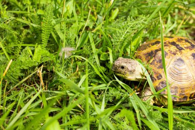 Kara kaplumbağası yırtıcılardan saklanıyor.