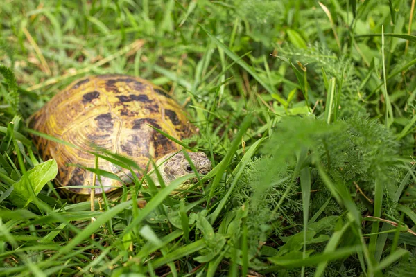 Kara kaplumbağası yırtıcılardan saklanıyor.