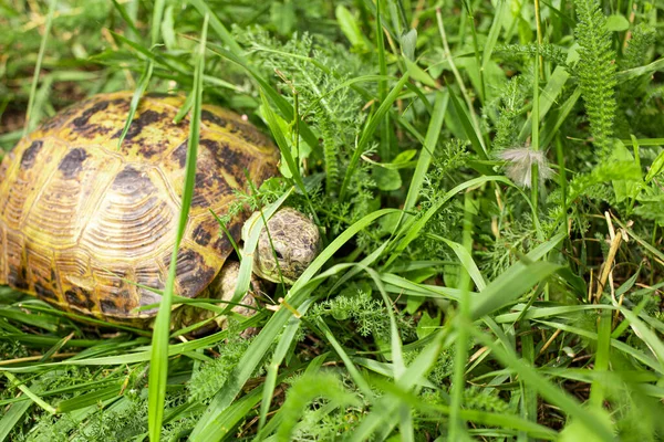 Kara kaplumbağası yırtıcılardan saklanıyor.
