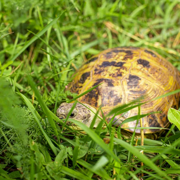 Land Turtle Hiding Grass Predators — Stock Photo, Image