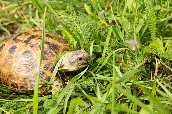 Kara kaplumbağası yırtıcılardan saklanıyor.