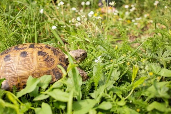Land Turtle Hiding Grass Predators — Stock Photo, Image