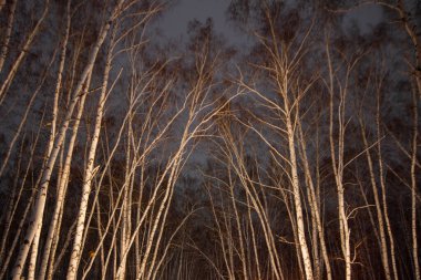 Ormandaki huş ağaçları kışın şehrin yakınlarında aydınlık gökyüzünün arka planına karşı.