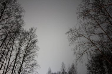 Ormandaki huş ağaçları kışın şehrin yakınlarında aydınlık gökyüzünün arka planına karşı.