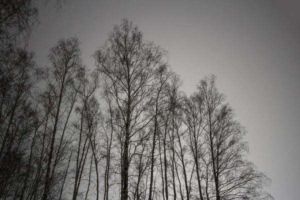 Brzozy Lesie Tle Podświetlanego Nieba Zimą Pobliżu Miasta Nocy — Zdjęcie stockowe