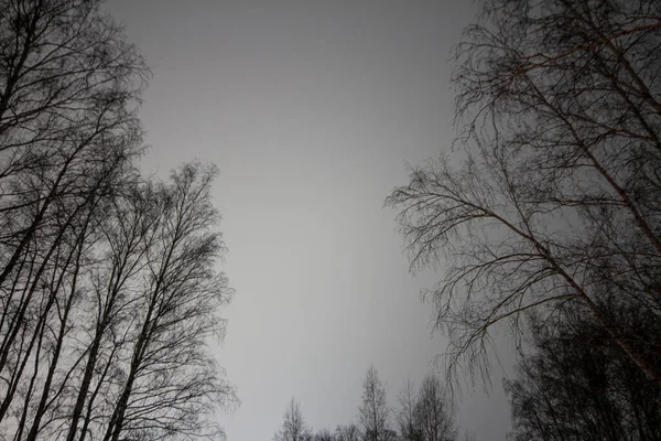 Ormandaki huş ağaçları kışın şehrin yakınlarında aydınlık gökyüzünün arka planına karşı.