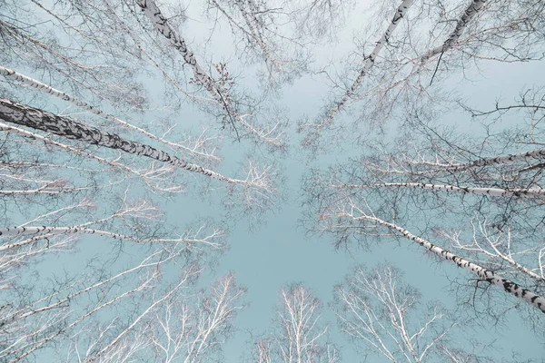 Korona Lasu Brzozowego Zimą Przeciwko Błękitnemu Niebu Sfotografowana Szerokokątną Soczewką — Zdjęcie stockowe