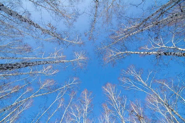 Kroon Van Een Berkenbos Winter Tegen Een Blauwe Lucht Gefotografeerd — Stockfoto