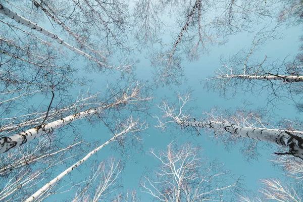 在蓝天的映衬下 白桦林的树冠 用广角镜头拍摄 — 图库照片