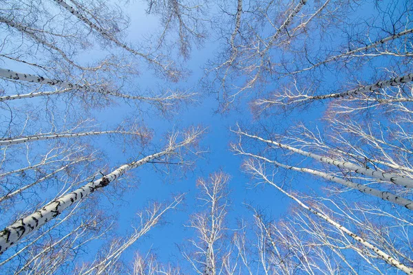 在蓝天的映衬下 白桦林的树冠 用广角镜头拍摄 — 图库照片