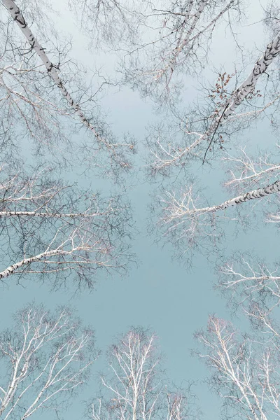Koruna Břízového Lesa Zimě Proti Modré Obloze Fotografovaná Širokoúhlým Objektivem — Stock fotografie
