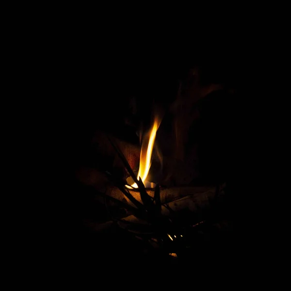 森林中黑色背景上的针叶树篝火 嘈杂而模糊的摄影 — 图库照片