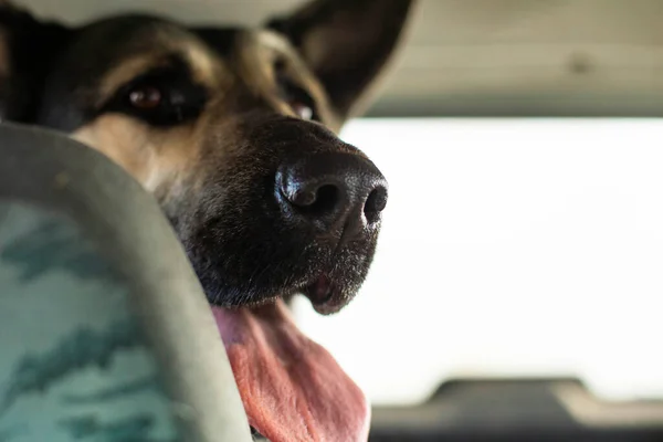Transportation Large Shepherd Dog Trunk Car Muzzle Front Back Backgrounds — Stock Photo, Image