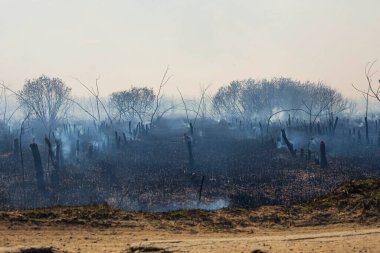 Bahçede kızgın bir ateş, dumandaki yanmış meyve ağaçlarının kalıntıları. Ön ve arka plan bokeh etkisi ile bulanıklaştırıldı