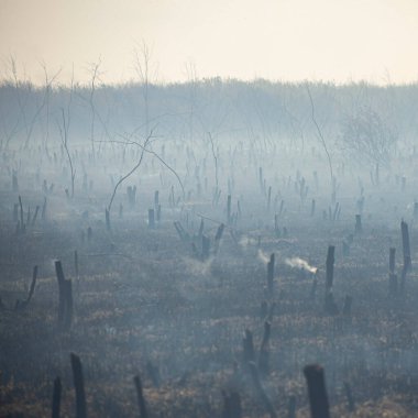 Bahçede kızgın bir ateş, dumandaki yanmış meyve ağaçlarının kalıntıları. Ön ve arka plan bokeh etkisi ile bulanıklaştırıldı