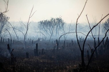 Bahçede kızgın bir ateş, dumandaki yanmış meyve ağaçlarının kalıntıları. Ön ve arka plan bokeh etkisi ile bulanıklaştırıldı