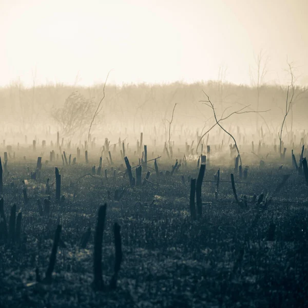 Bahçede kızgın bir ateş, dumandaki yanmış meyve ağaçlarının kalıntıları. Ön ve arka plan bokeh etkisi ile bulanıklaştırıldı