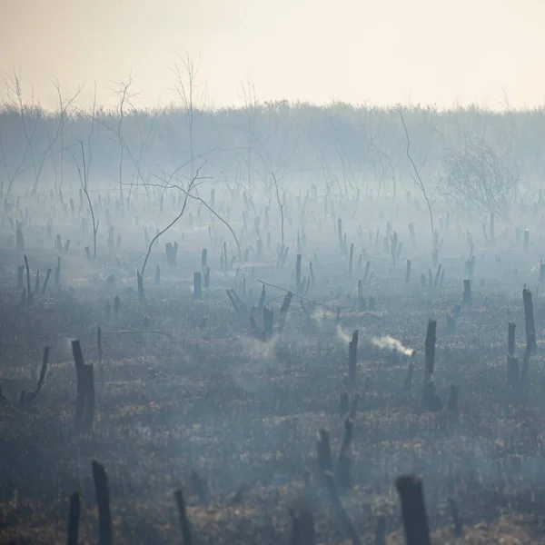 Bahçede kızgın bir ateş, dumandaki yanmış meyve ağaçlarının kalıntıları. Ön ve arka plan bokeh etkisi ile bulanıklaştırıldı