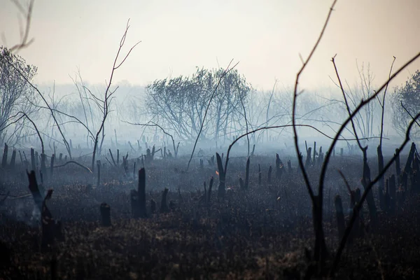 Bahçede kızgın bir ateş, dumandaki yanmış meyve ağaçlarının kalıntıları. Ön ve arka plan bokeh etkisi ile bulanıklaştırıldı