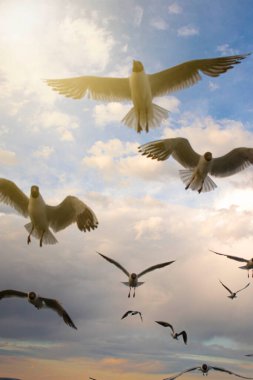 Güçlü bir havada gölün üzerinde uçan martılar, güzel bir günbatımının ve fırtınalı bir yağmurun arka planına karşı.