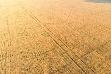a field of wheat in ukraine photographed from a drone