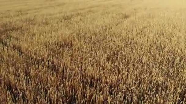 Field Wheat Ukraine Filmed Drone — ストック動画