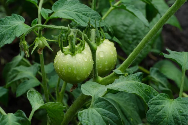 Green Tomato Vegetarian Gardening Vegetable Farm — Fotografia de Stock