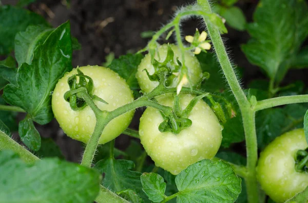 Green Tomato Vegetarian Gardening Vegetable Farm — Fotografia de Stock