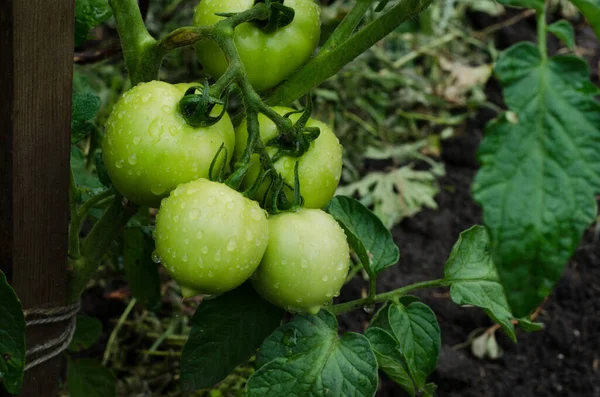 Green Tomato Vegetarian Gardening Vegetable Farm — Fotografia de Stock