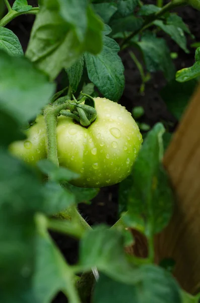 Green Tomato Vegetarian Gardening Vegetable Farm — Fotografia de Stock